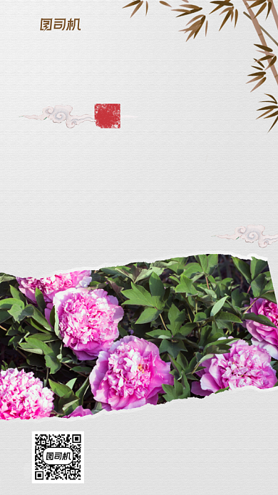 牡丹花中国风摄影图手机海报背景