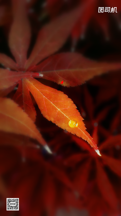 寒露节气摄影图清新简约手机海报背景