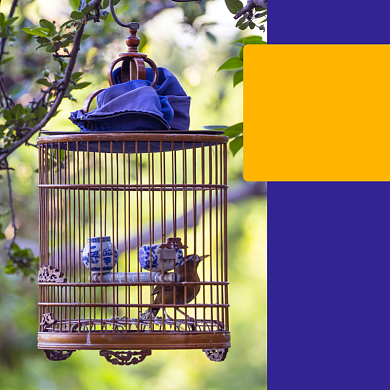 宠物鸟动物淘宝主图直通车模板背景