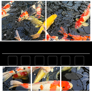 金鱼宠物养殖淘宝主图直通车模板背景