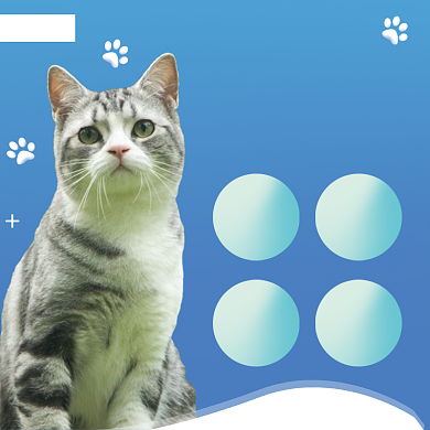 宠物用品猫粮狗粮促销电商主图背景