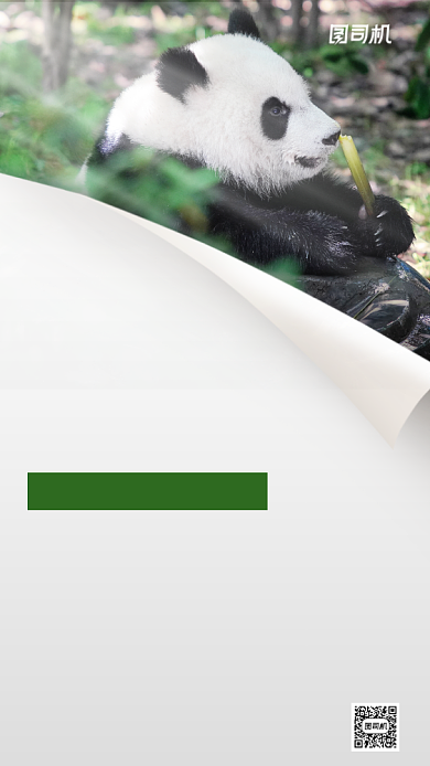 成都大熊猫基地旅行团手机海报背景