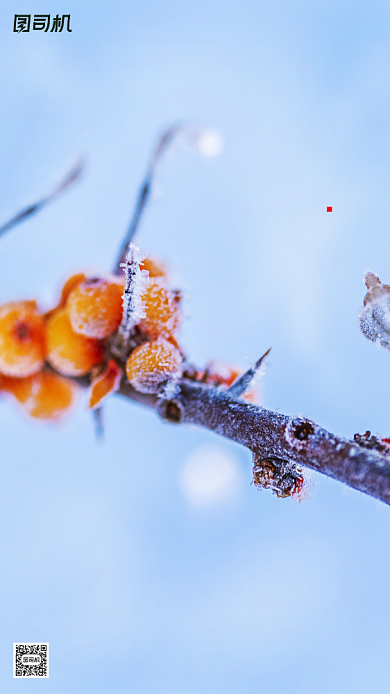 霜降节气摄影图树枝白霜简约手机海报背景