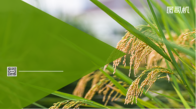 世界粮食日宣传写实简约手机横版海报背景