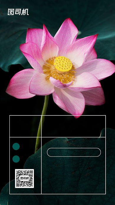 三伏天末伏清新荷花手机海报背景