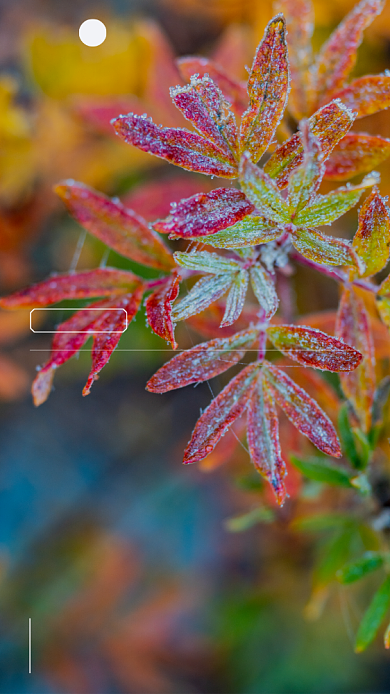 枫叶霜花摄影日签手机海报背景