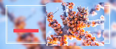 冷色系大雪节气摄影图公众号首图背景