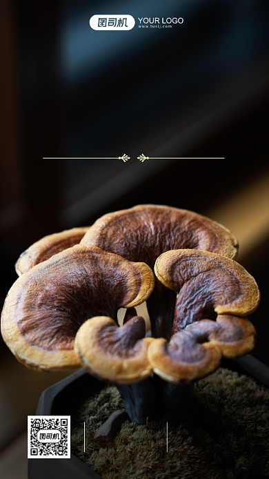 签到早安名人语录灵芝摄影图手机海报背景