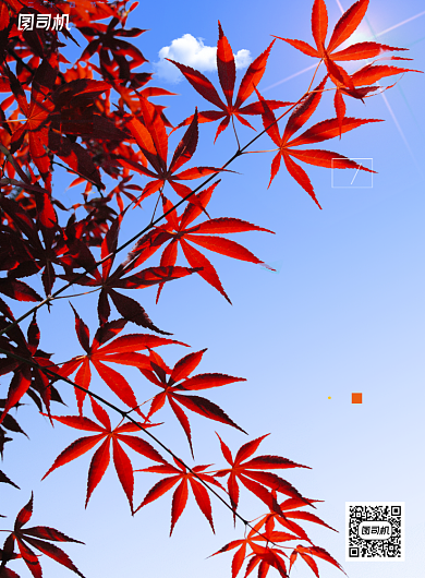 简约一叶知秋二十四节气立秋海报背景
