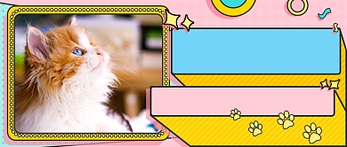 扁平撞色宠物技巧新媒体首图背景