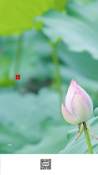 清新简约小暑节气荷花海报背景