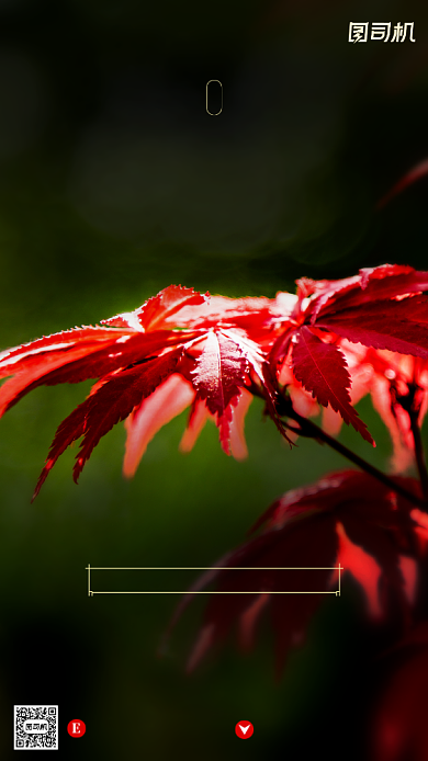 寒露节气摄影图文艺清新枫叶手机海报背景