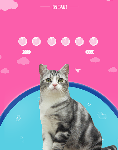 宠物用品双12狂欢大促海报背景