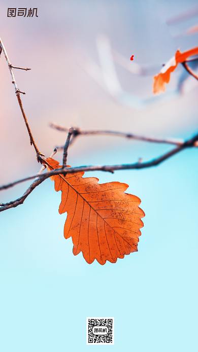 寒露节气摄影图文艺清新枯叶手机海报背景