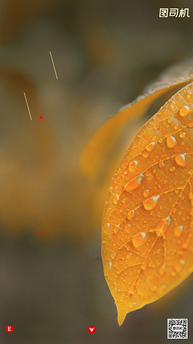 寒露节气摄影图文艺清新露珠手机海报背景