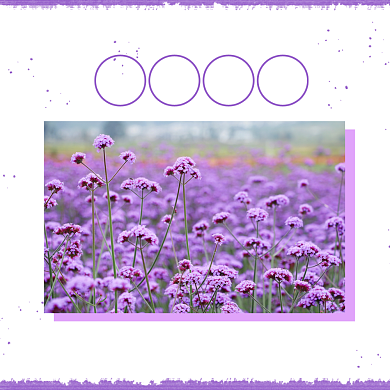 花之密语紫色浪漫薰衣草方形配图背景