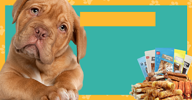 宠物零食狗粮休闲零食促销海报卡通背景