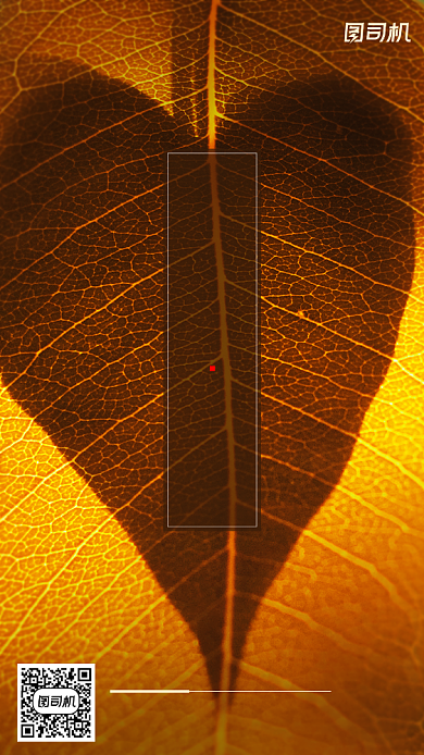 寒露节气文艺清新黄叶特写手机海报背景