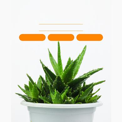 盆栽芦荟植物淘宝主图直通车模板背景