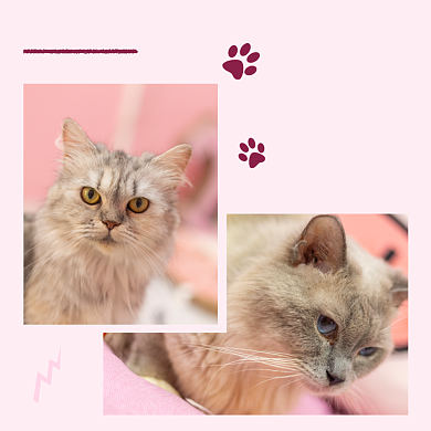 cutecat宠物猫方形配图背景