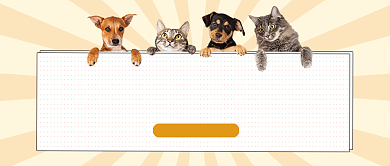 主子口粮怎么选萌宠用品可爱创意首图背景