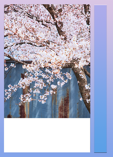 浪漫实景樱花文艺文章配图背景