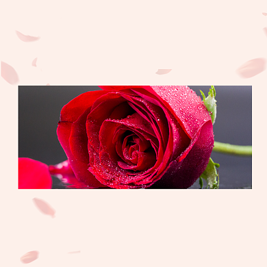 玫瑰香水主图玫瑰麝香女性香水背景