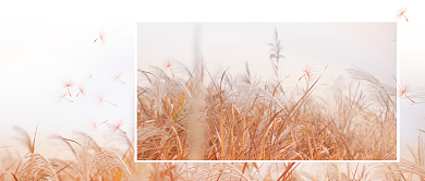 你好十一月问候语简约公众号首图背景