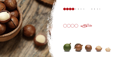 新鲜夏威夷果展板背景