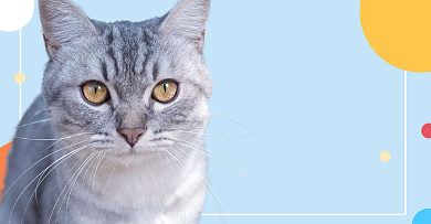 猫粮短毛通用型狗粮营养零食促销海报背景