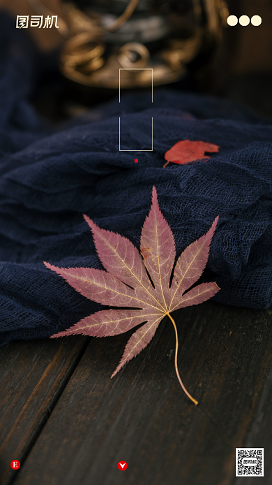 寒露节气摄影图枫叶文艺简约手机海报背景