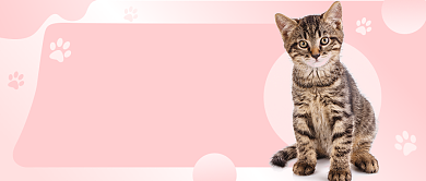 萌宠小知识可爱公众号首图背景