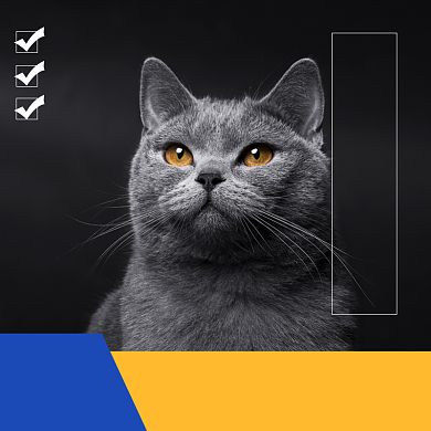 猫咪宠物淘宝主图直通车模板背景