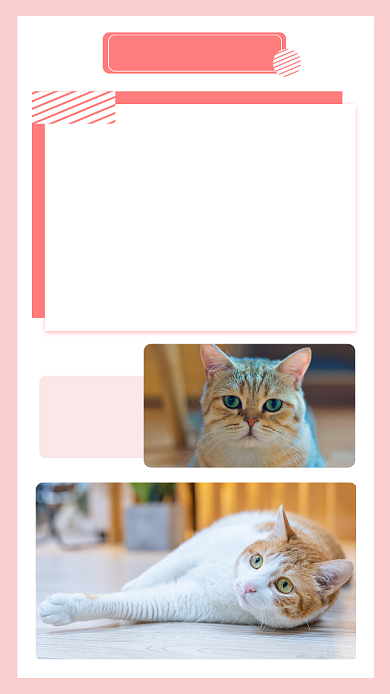 文艺清新养猫须知文章配图背景
