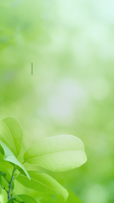 早安问候绿色清新文章配图背景