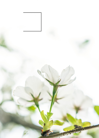 简约樱花树留白摄影图背景