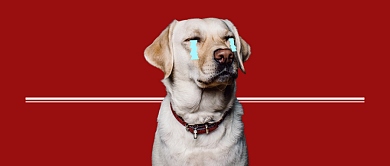 红色简约宠物狗粮公众号首图背景