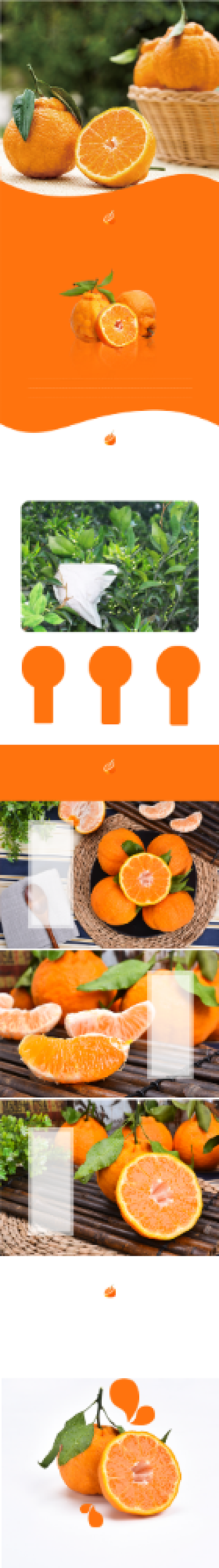 橘色丑橘不知火水果电商详情页背景