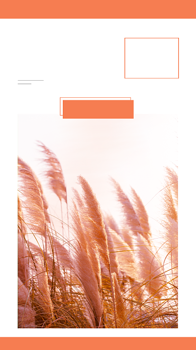 早安问候芦苇文章配图背景