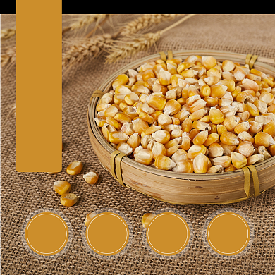 玉米食品淘宝主图直通车模板背景