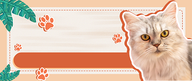 黄色写实萌宠猫粮推荐新媒体首图背景