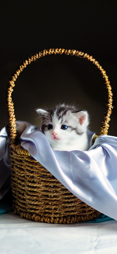 小猫咪萌宠油画手机壁纸背景