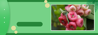 精选美味鲜蔬果水果蔬菜banner背景