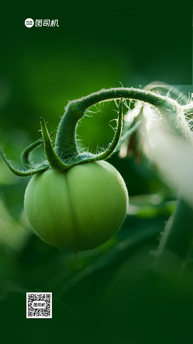 农产品促销手机海报背景