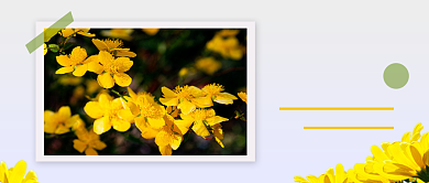 文艺鲜花主题公众号封面背景