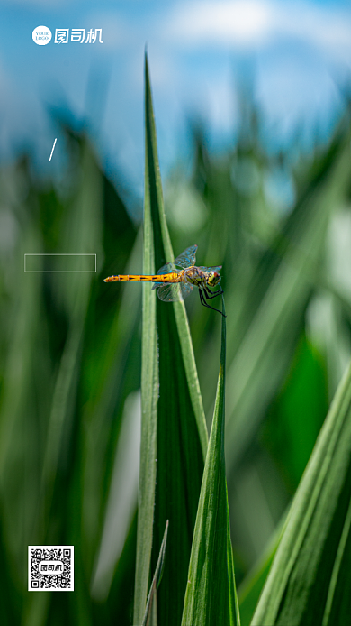 月签日签手机海报背景