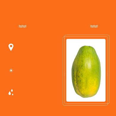 木瓜水果种植果园电商淘宝主图直通车背景