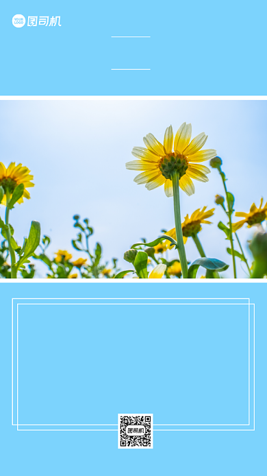 小清新雏菊每日花语手机海报背景