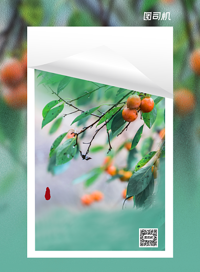 清新绿色柿子简约二十四节气处暑海报背景
