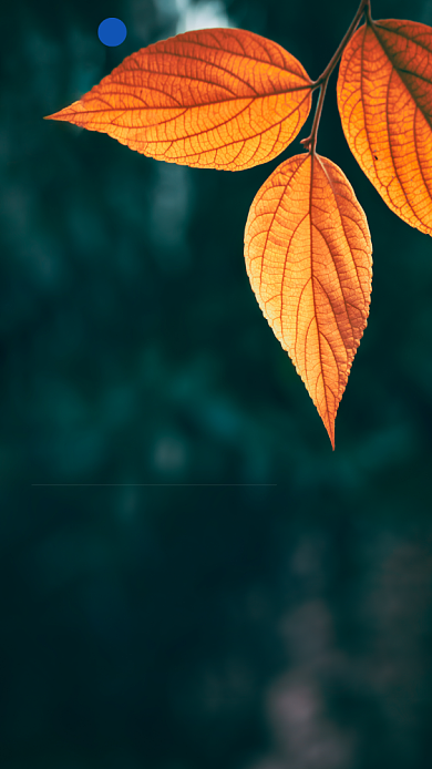 清新秋叶励志简约竖图日签海报背景